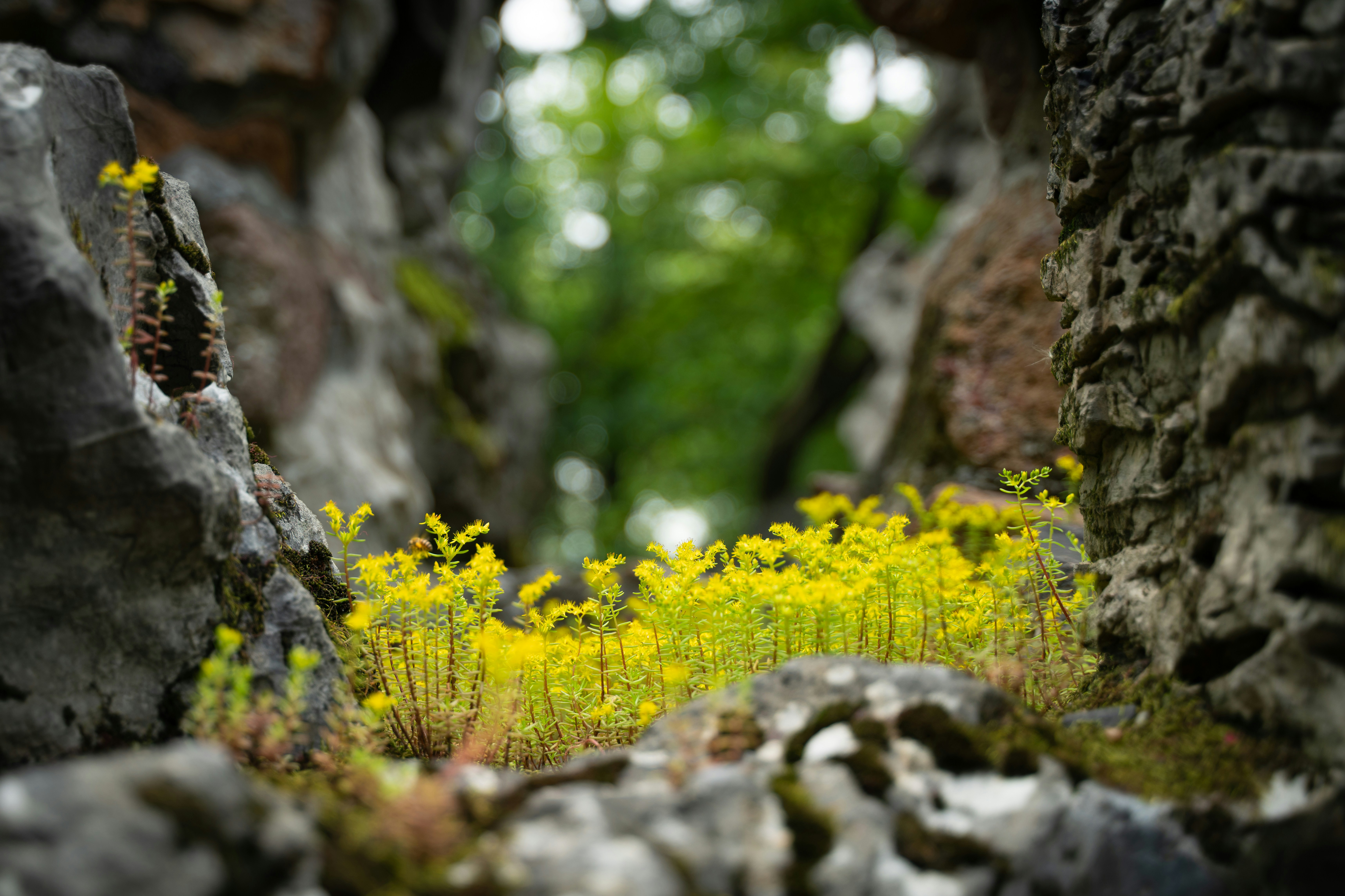 Environment as Health